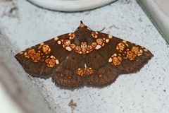 Saroba pustulifera