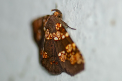 Saroba pustulifera