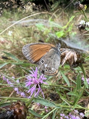 Coenonympha glycerion