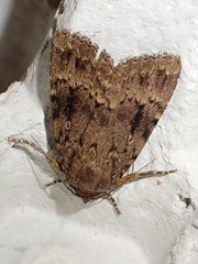 Amphipyra pyramidea
