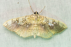 Pantographa limata
