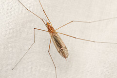 Nephrotoma ferruginea