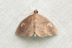 Perispasta caeculalis