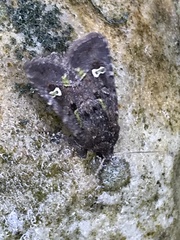 Lacinipolia renigera