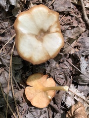 Tricholomopsis decora