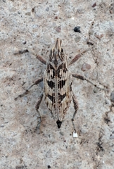 Coniocleonus excoriatus