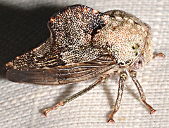 Telamona decorata