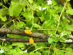 Tremella