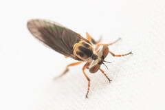 Holcocephala