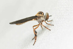 Holcocephala