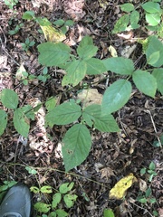 Rubus