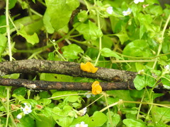 Tremella