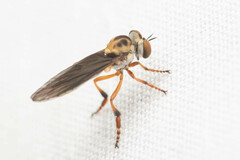 Holcocephala