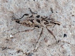 Coniocleonus excoriatus