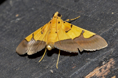Endocrossis