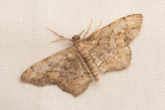 Hypagyrtis