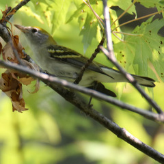 Setophaga pensylvanica
