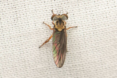 Holcocephala
