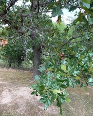 Quercus stellata