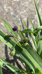Tradescantia × andersoniana