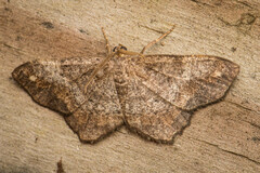 Hypagyrtis