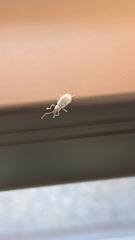 Cyrtepistomus castaneus