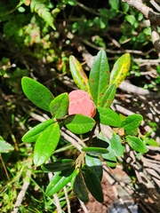 Exobasidium rhododendri
