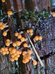 Hemitrichia decipiens