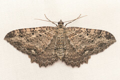Rheumaptera meadii
