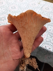 Turbinellus floccosus