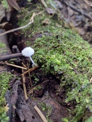 Cystolepiota seminuda