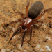 Prodidomidae - Photo (c) Wynand Uys, algunos derechos reservados (CC BY), uploaded by Wynand Uys