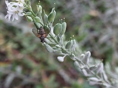 Tachininae
