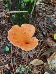 Turbinellus floccosus