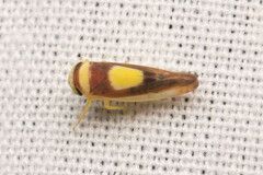 Colladonus clitellarius