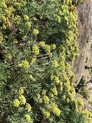 Crithmum maritimum