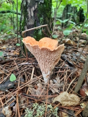 Turbinellus floccosus