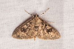 Palpita