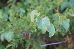 Phyllocnistis vitegenella