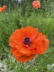 Papaver