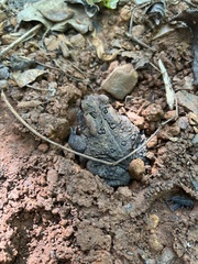 Anaxyrus americanus