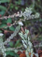 Sphaerophoria scripta