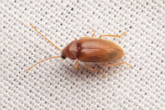 Ptilodactyla