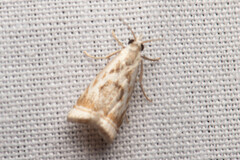 Microcrambus