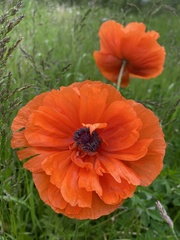 Papaver