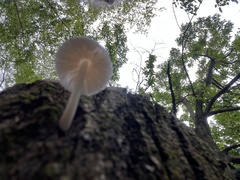 Pluteus longistriatus