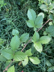 Rubus pensilvanicus