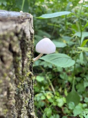 Pluteus longistriatus