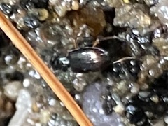 Bembidion