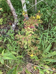Hypericum punctatum